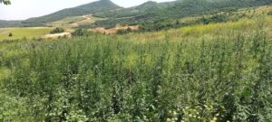 image-img-20210618-wa0051