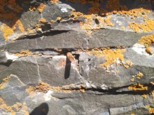 image-alpinist3
