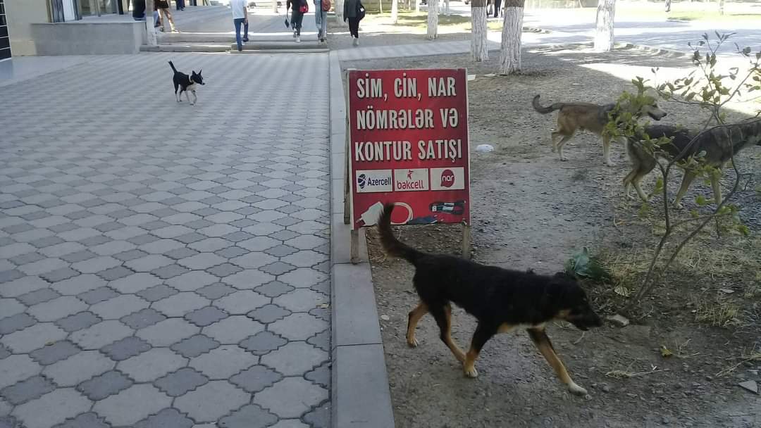 Sahibsiz küçə itləri Şirvan İH ərazisində niyə toplanır? - FOTO/VİDEO 12 image-2