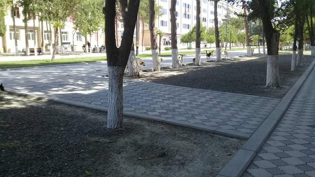 Sahibsiz küçə itləri Şirvan İH ərazisində niyə toplanır? - FOTO/VİDEO 10 image-4
