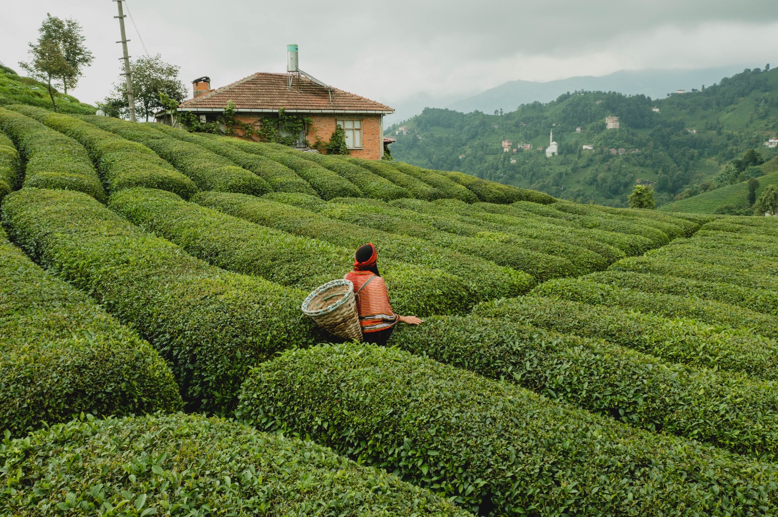 Anadolunun ən ləzzətli balı izində – FOTOLAR 6 image-tt2