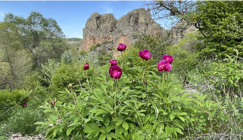 Bu çiçəyə toxunmayın: Cəzası 557 min lirədir 4 image-img_5250